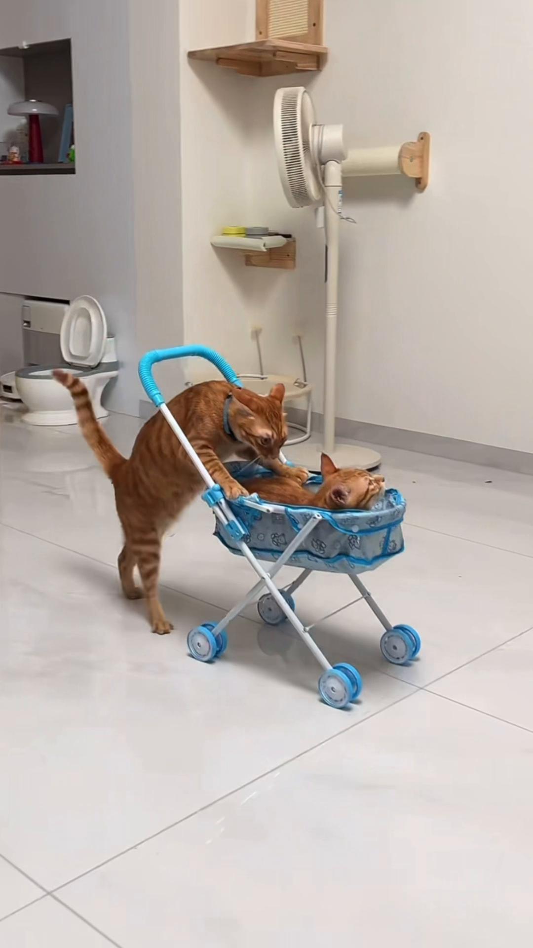 @My Daily Dose of Aww