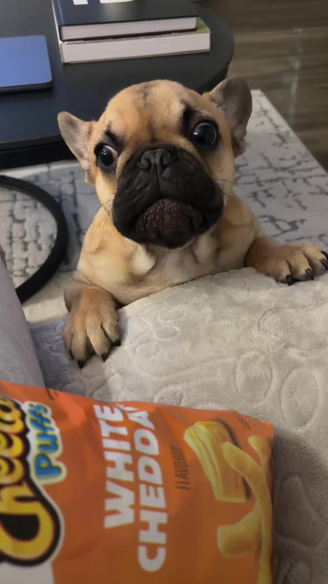 @Archie The Frenchie