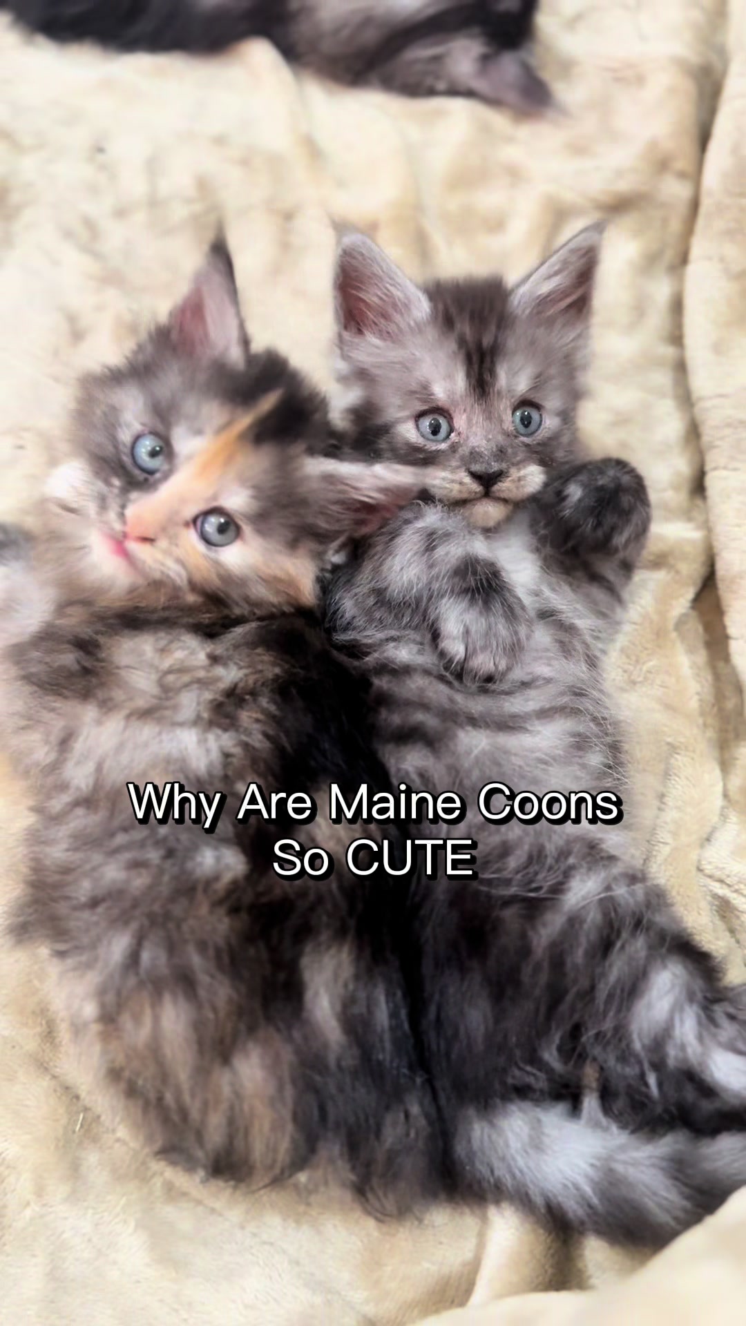@AristoCoon Cattery