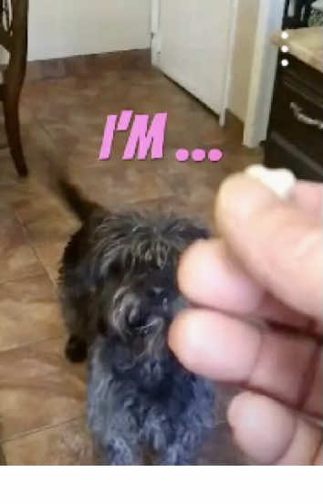 @Animal Papa