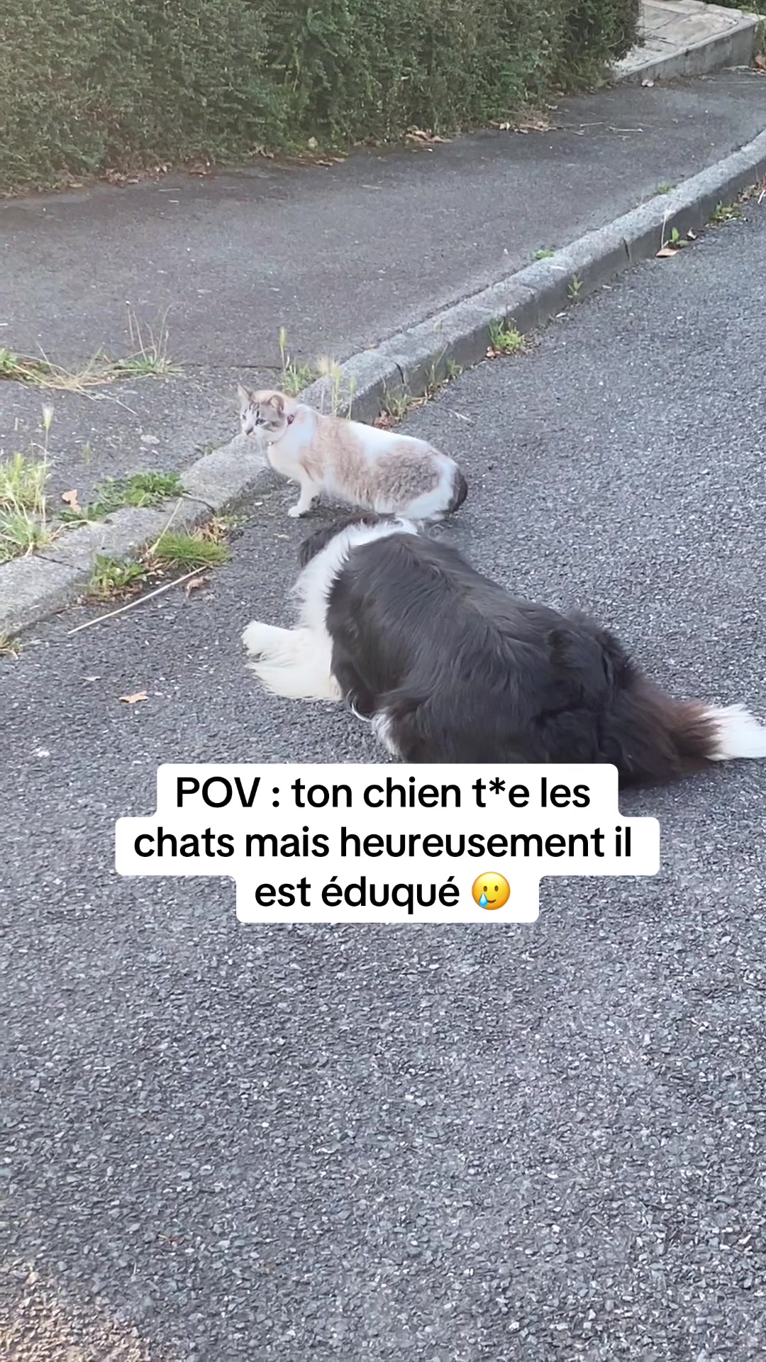@PacoPacoPaco_le_chien