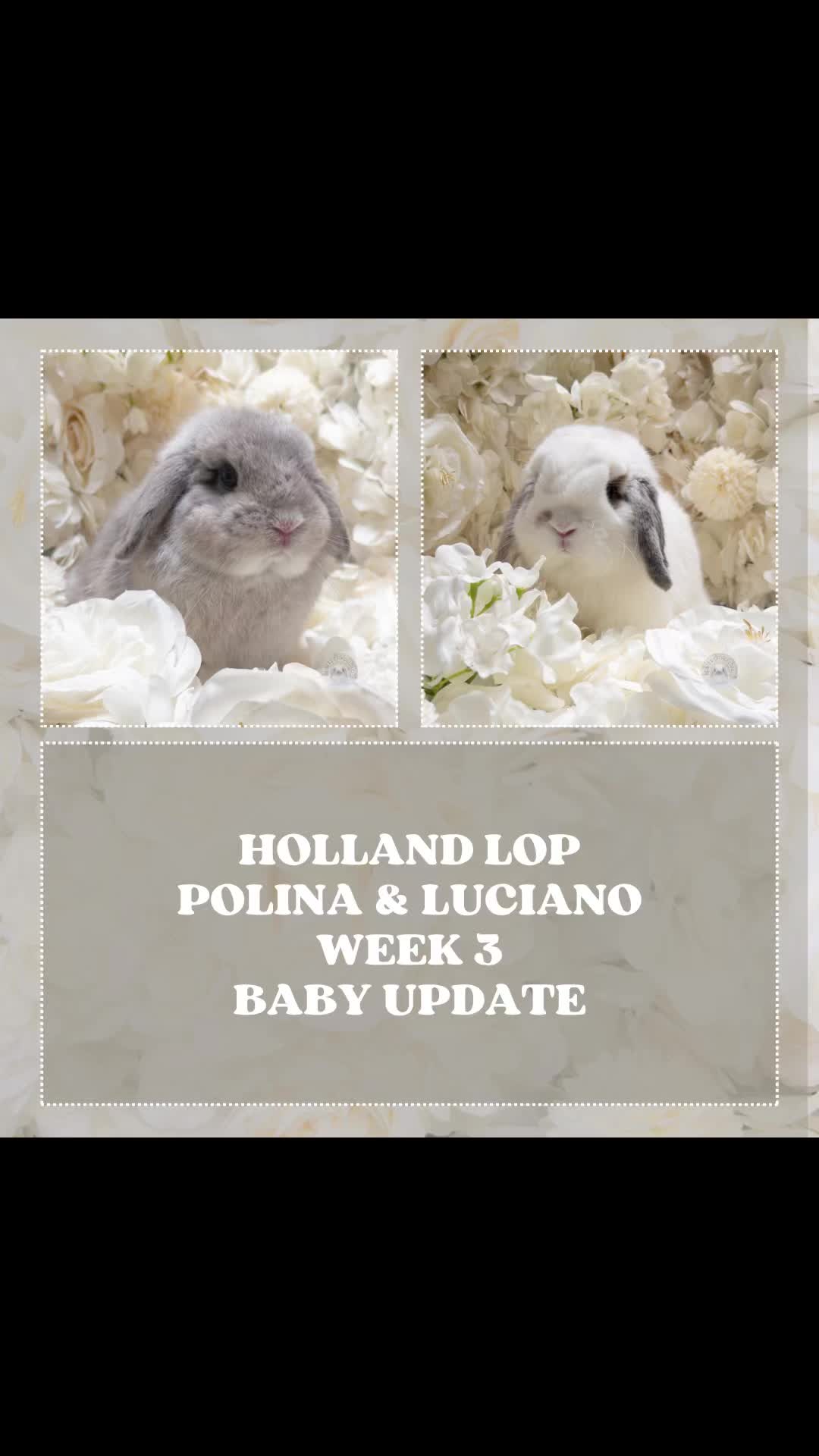 @Heartsofhollandsnyc