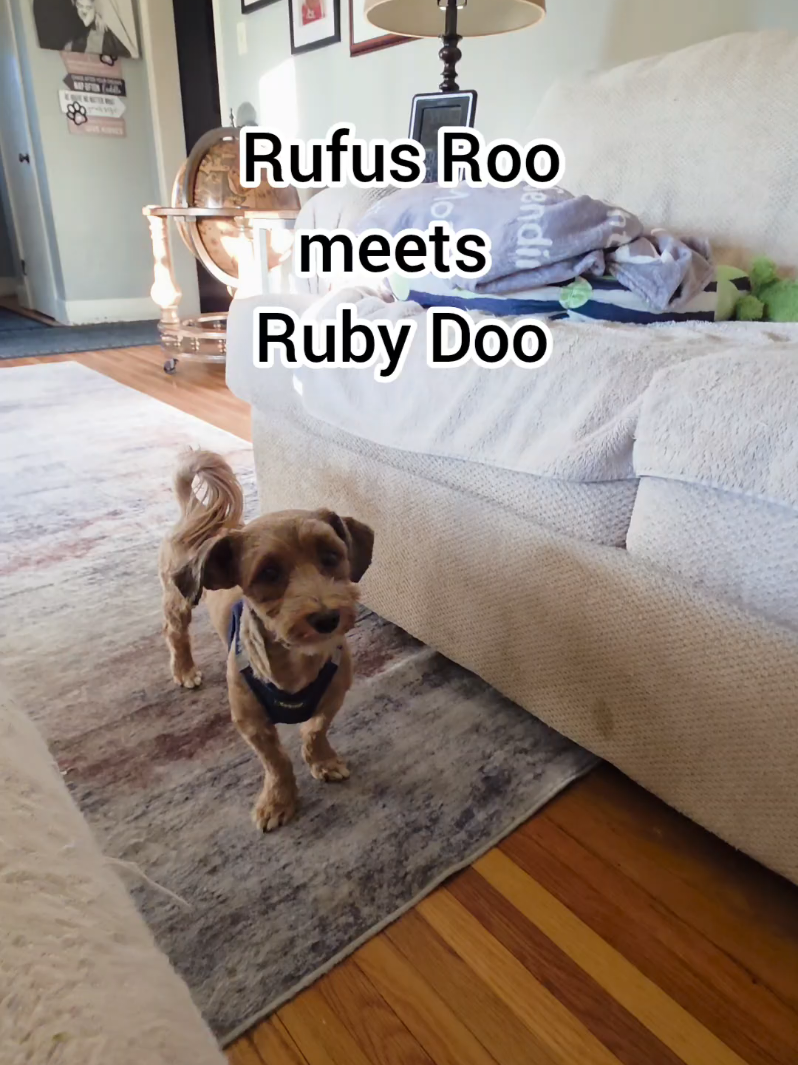 @BuddyandMikes Pal