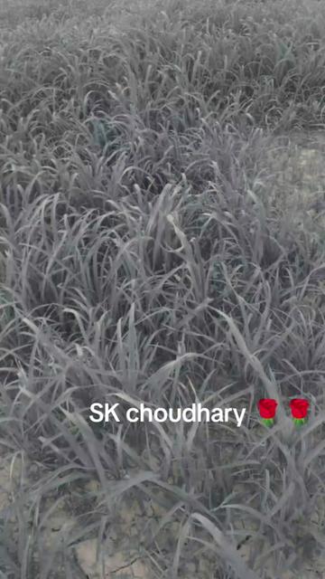 @sk.Chaudhary