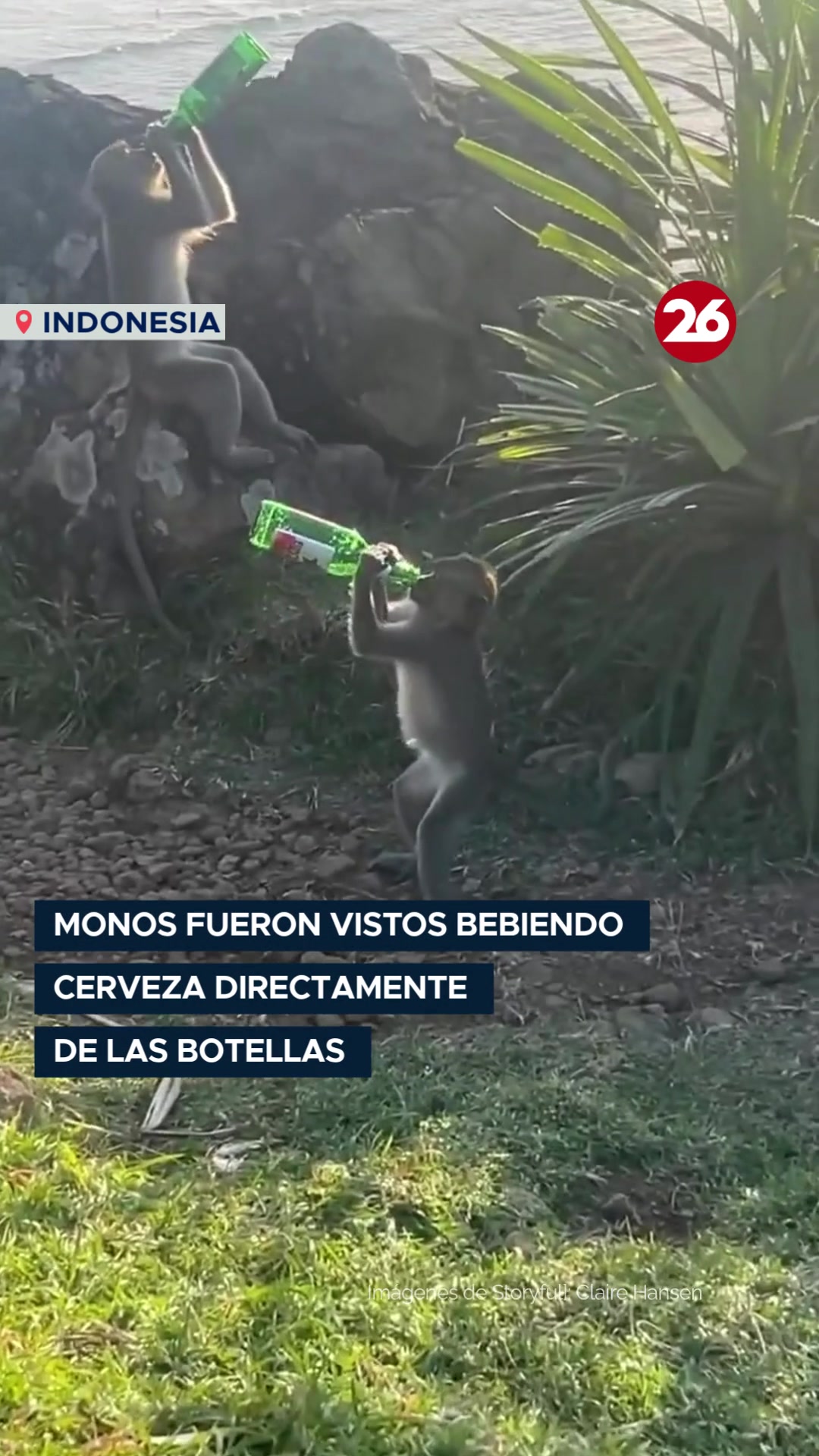 @Canal 26