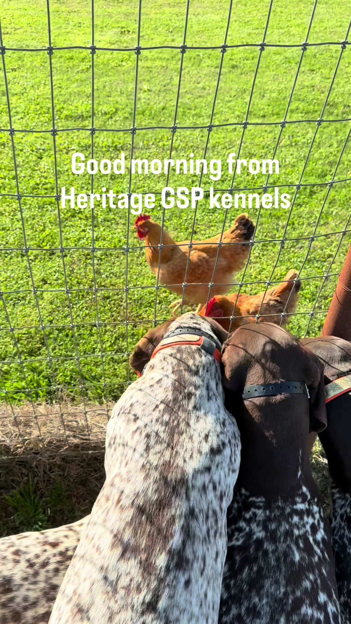 @heritagegspkennels