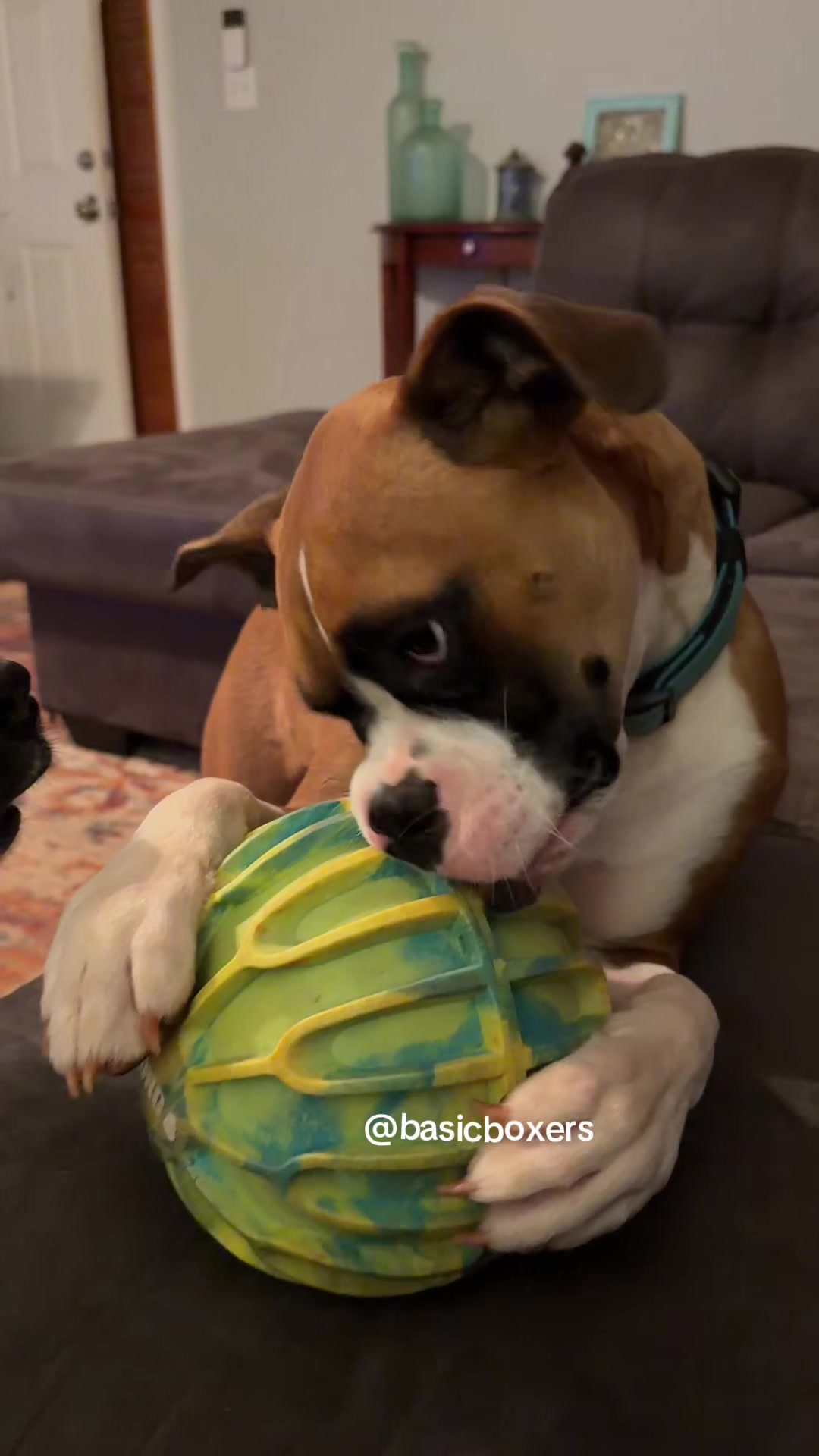 @basicboxers