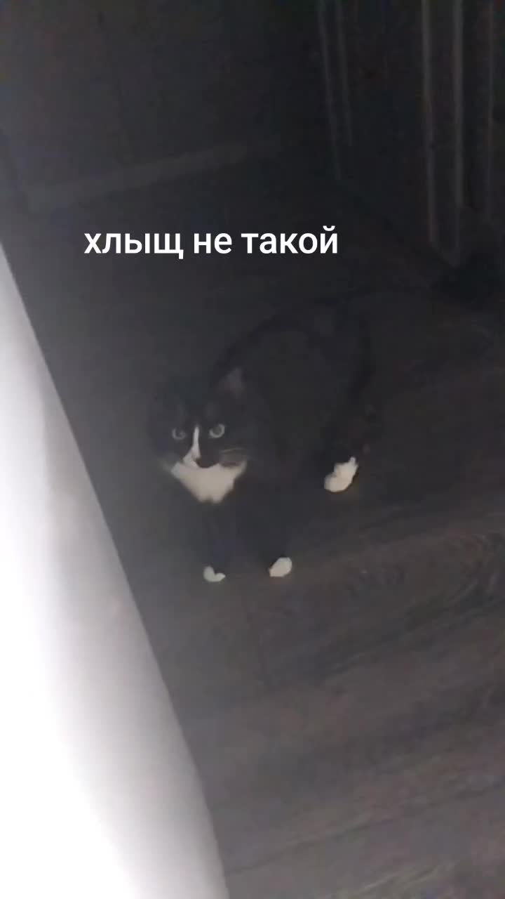 @лилац ∅ (котик хлыщ)