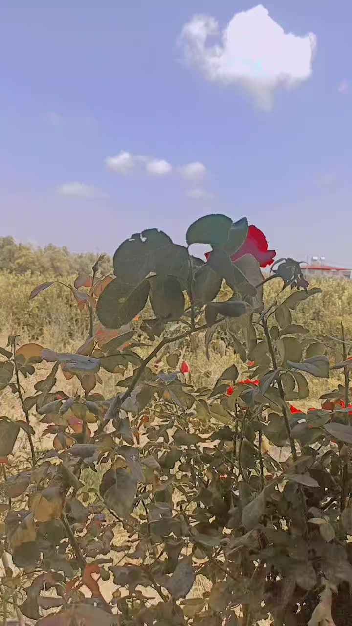 @❀𝑆𝐸𝐷𝑅𝐴❀