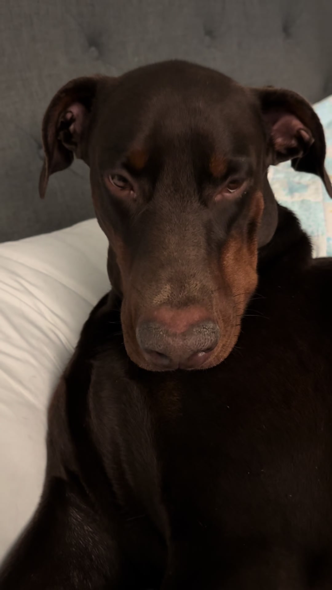 @Bosch the Dobie
