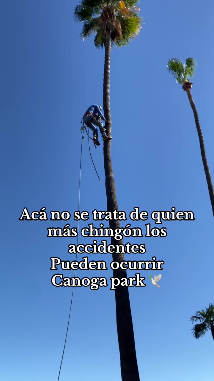 @fidel_treeexperts