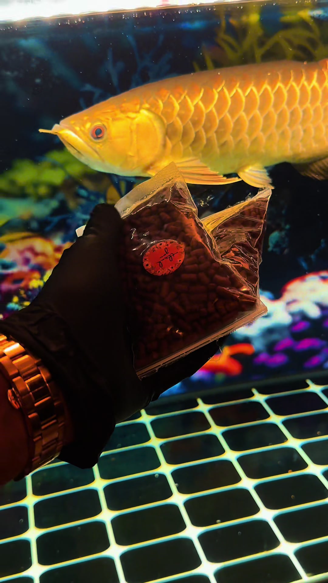 @MK AROWANA SPECIALIST