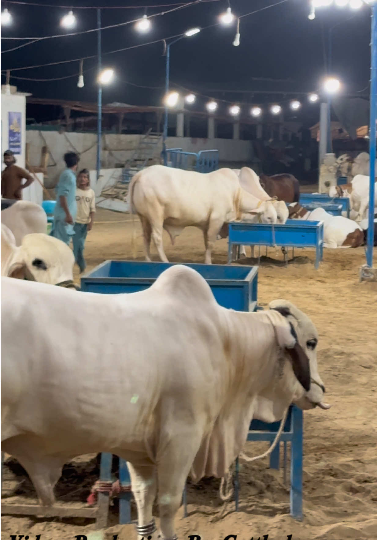 @cow lover😍