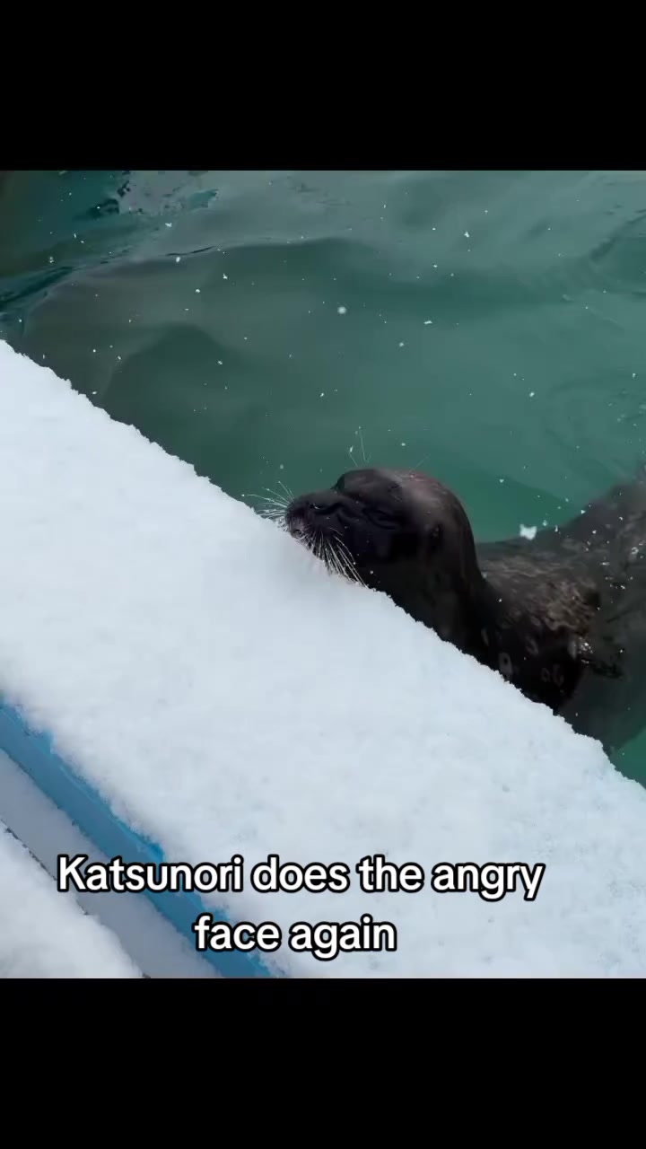 @Whysosealious?