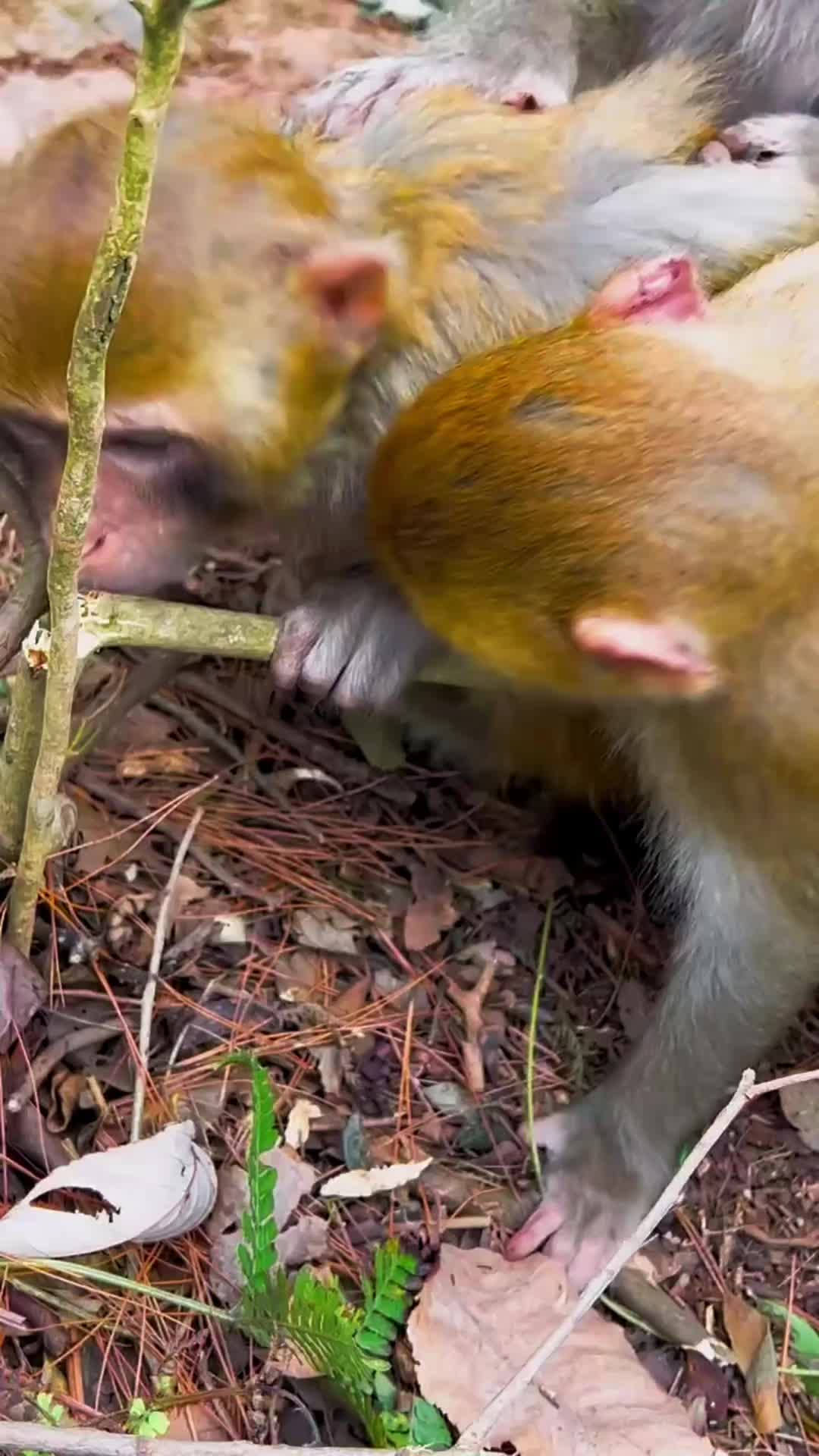 @LilMonkeyVibes