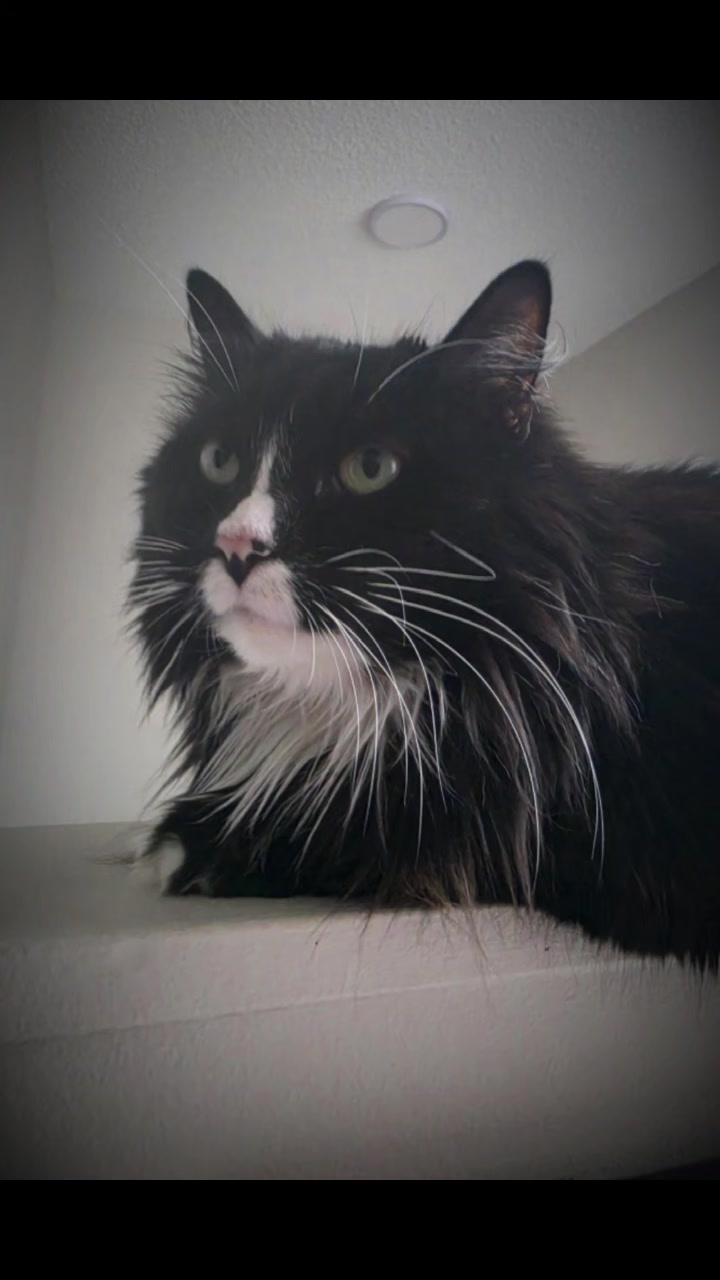 @AtticaTheTuxedoCat