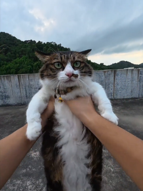 @Vitamin Meoww
