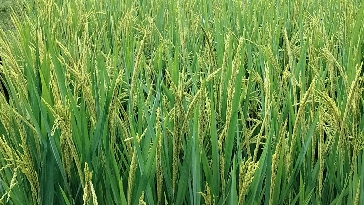 @kabiram budhathoki