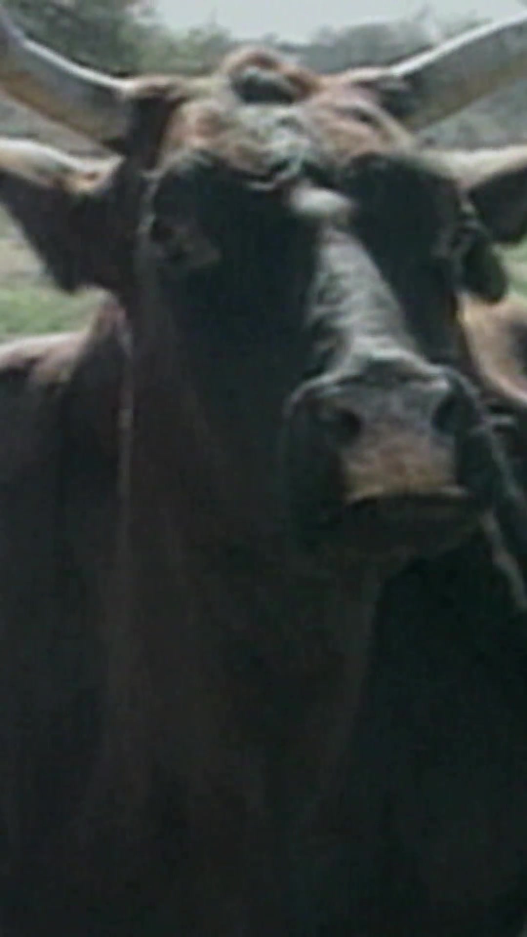 @Animal Planet
