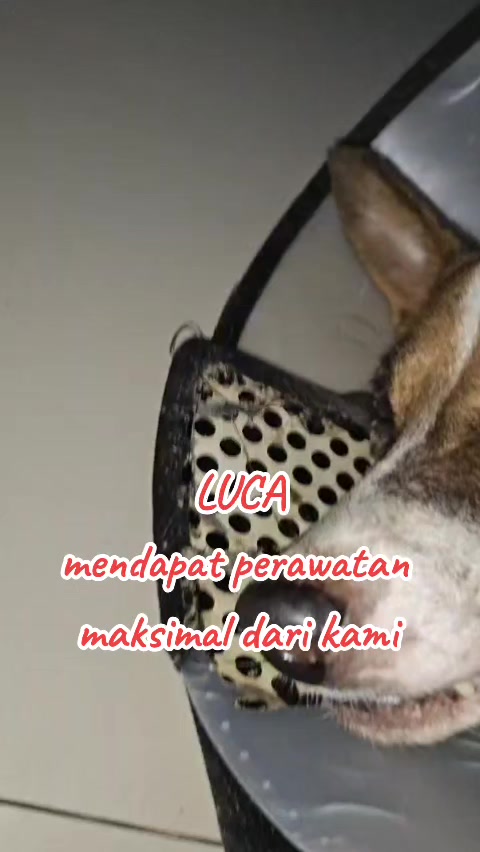 @JAMBI DOG LOVER✨