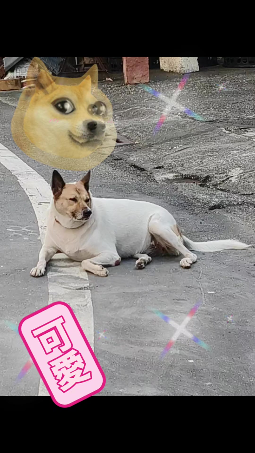 @大珍寶🥕🦮🐕🦺🐈⬛🐈🐕