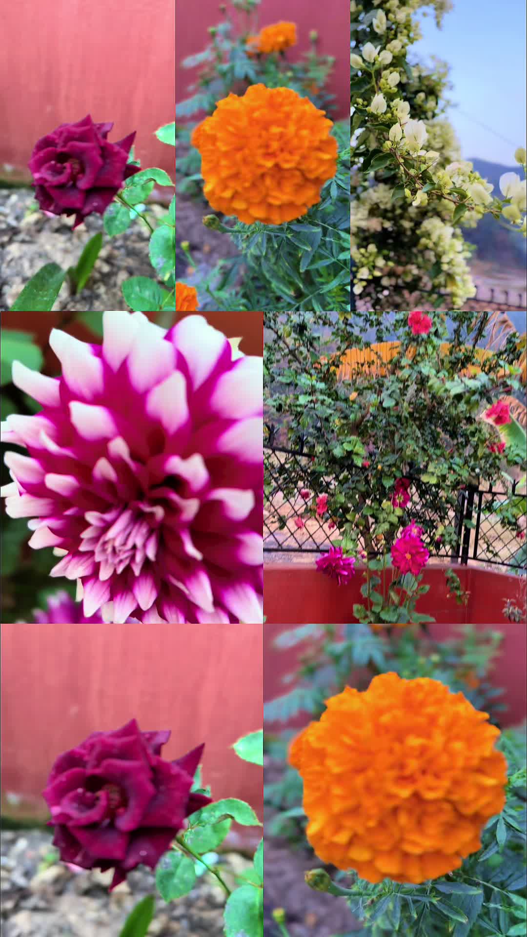 @🌹☀️