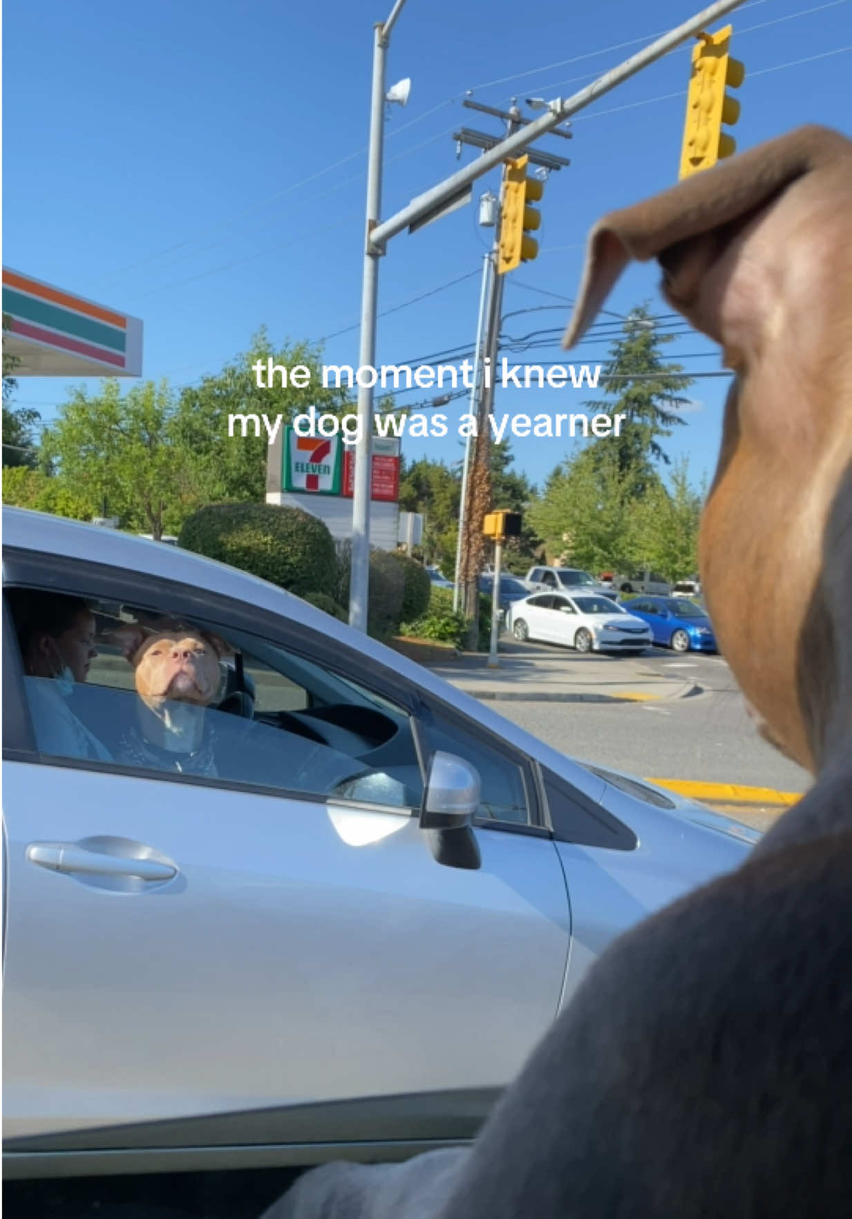 @IG: @lou.the.bully