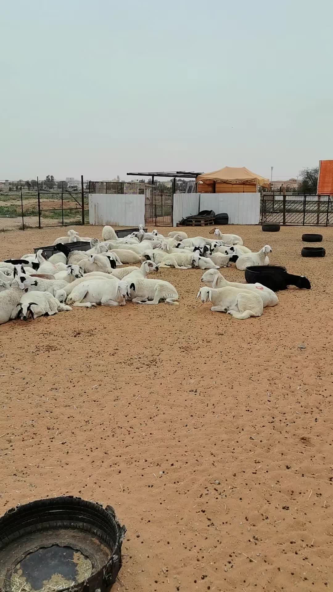 @مراح ابو يزيد الضان القبرص