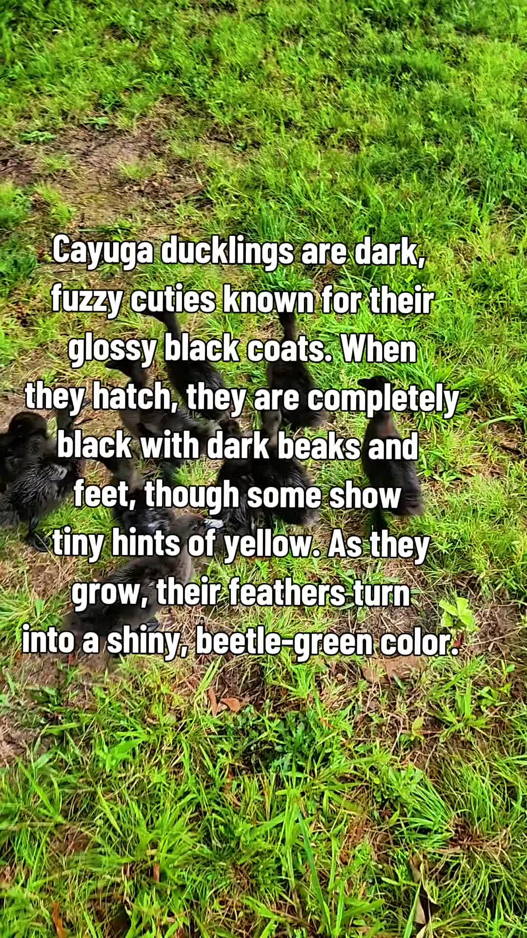 @Skeletonsonbeaverpond❌️🦆☠️