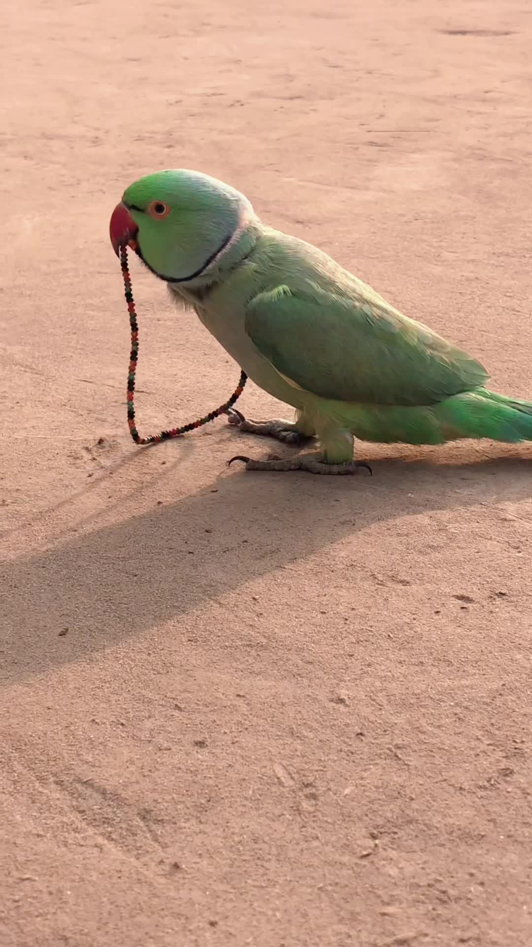 @ʜᴀʀᴏᴏɴ ᴊᴏʏɪᴀ