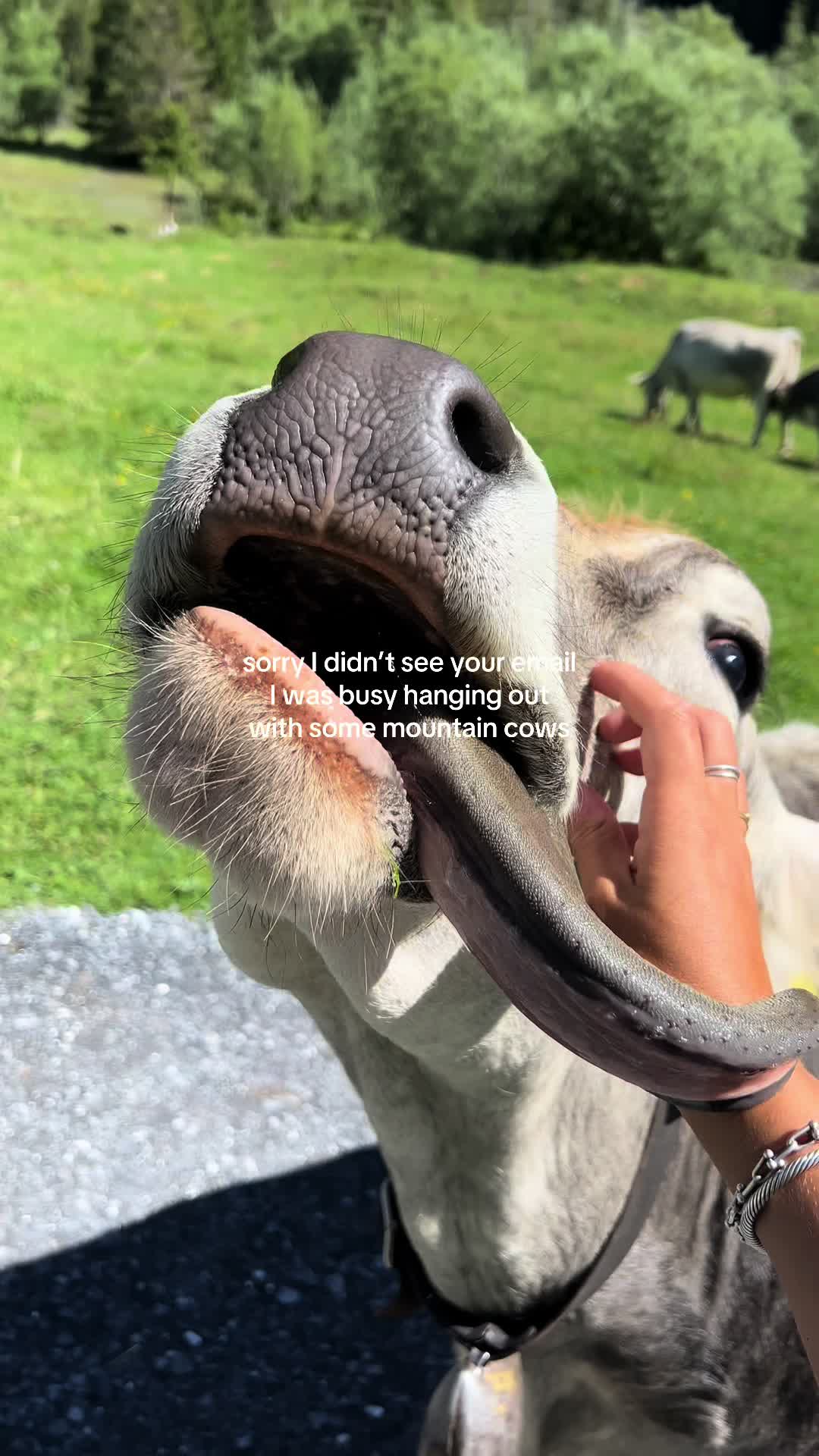 @bella