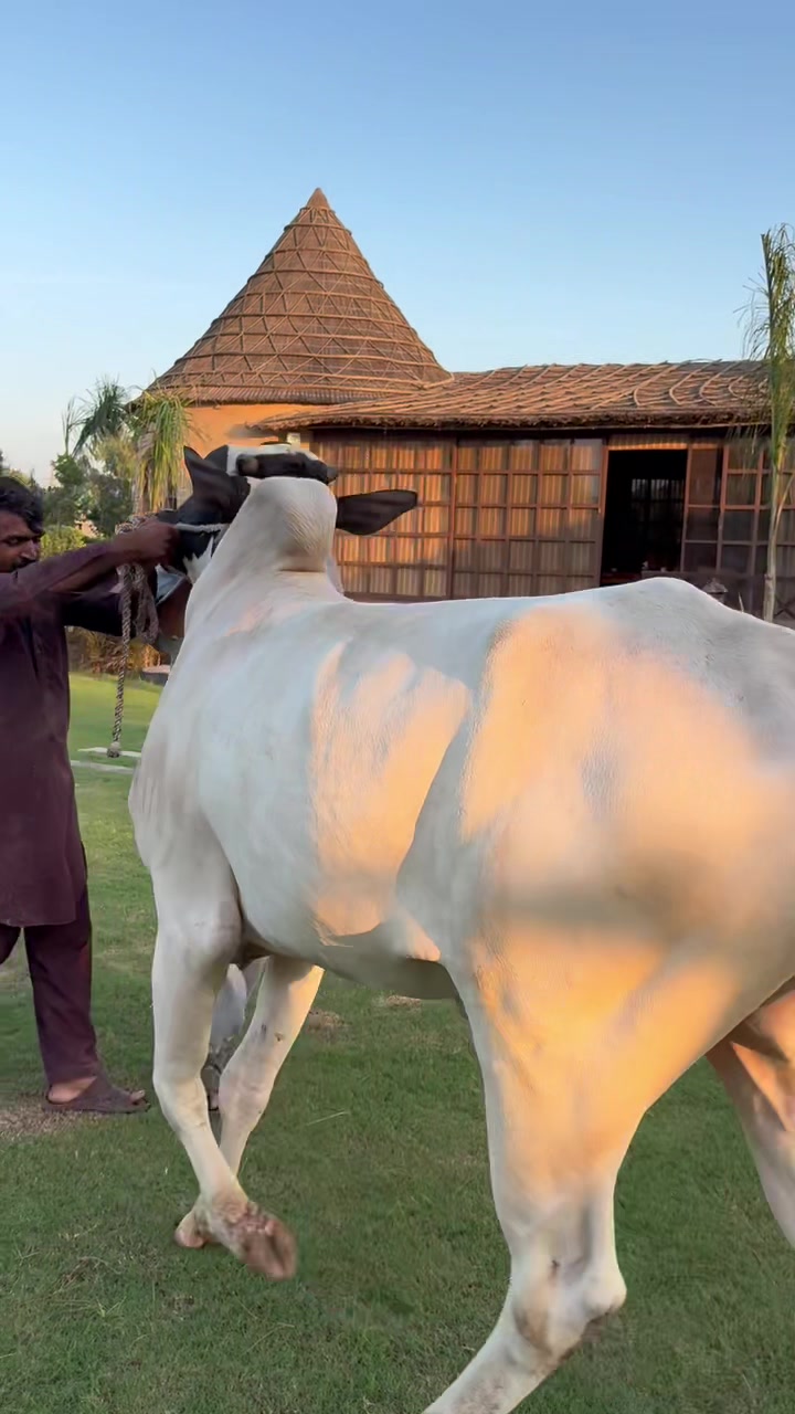 @Gulf Cattle Farm Official
