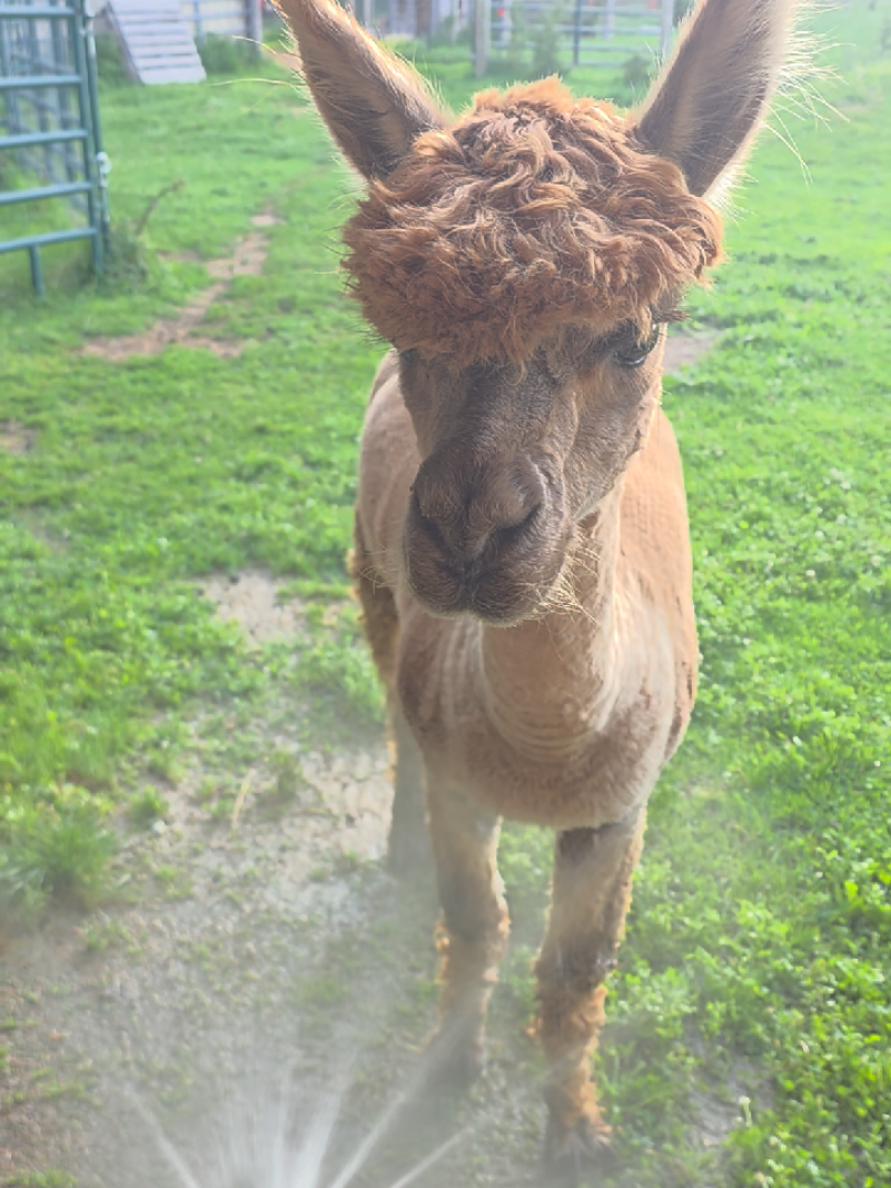 @HarmonyHillFarmSanct