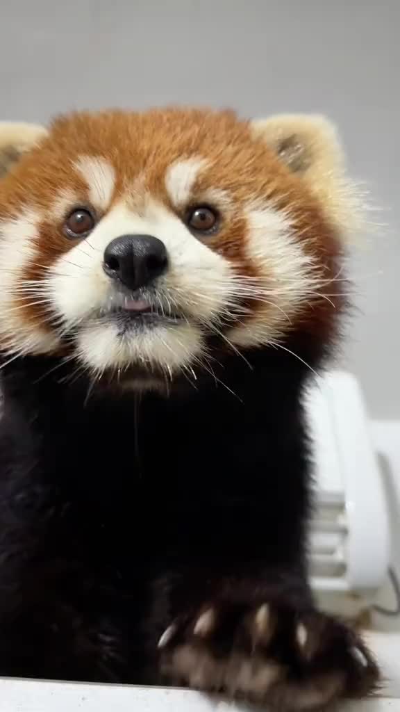 @Krezhi Panda 90