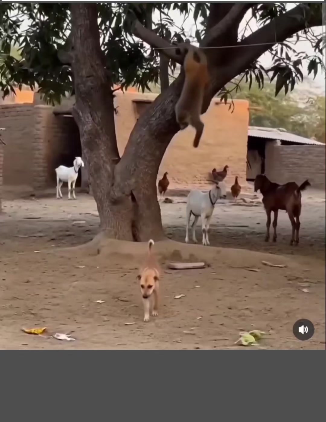 @😢अभागी काहिलो 😪😪
