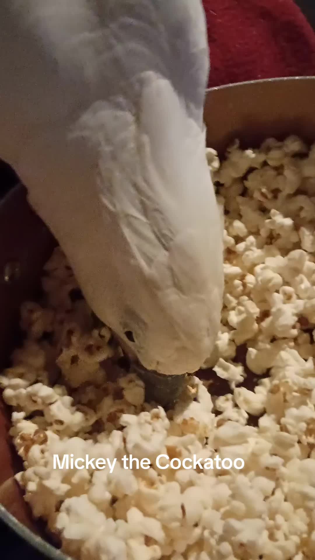 @Suzy the Cockatoo