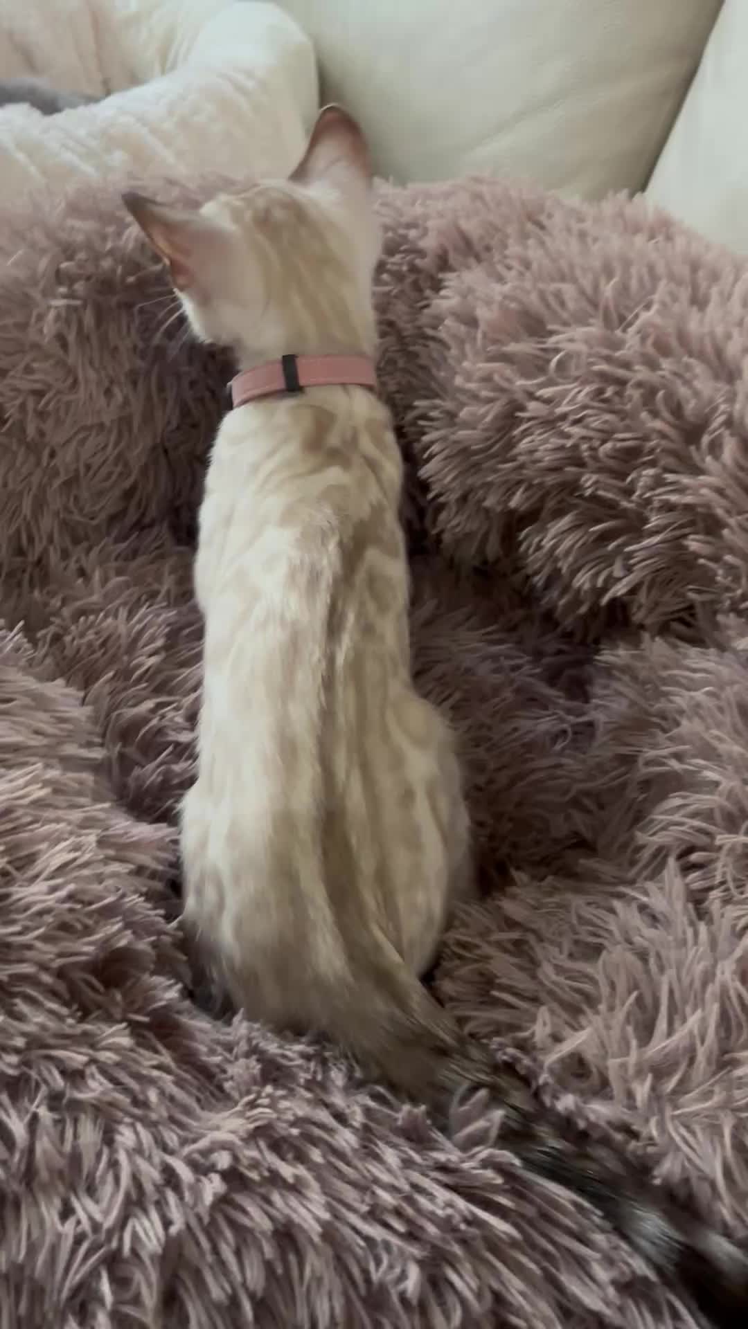 @VNovabengals