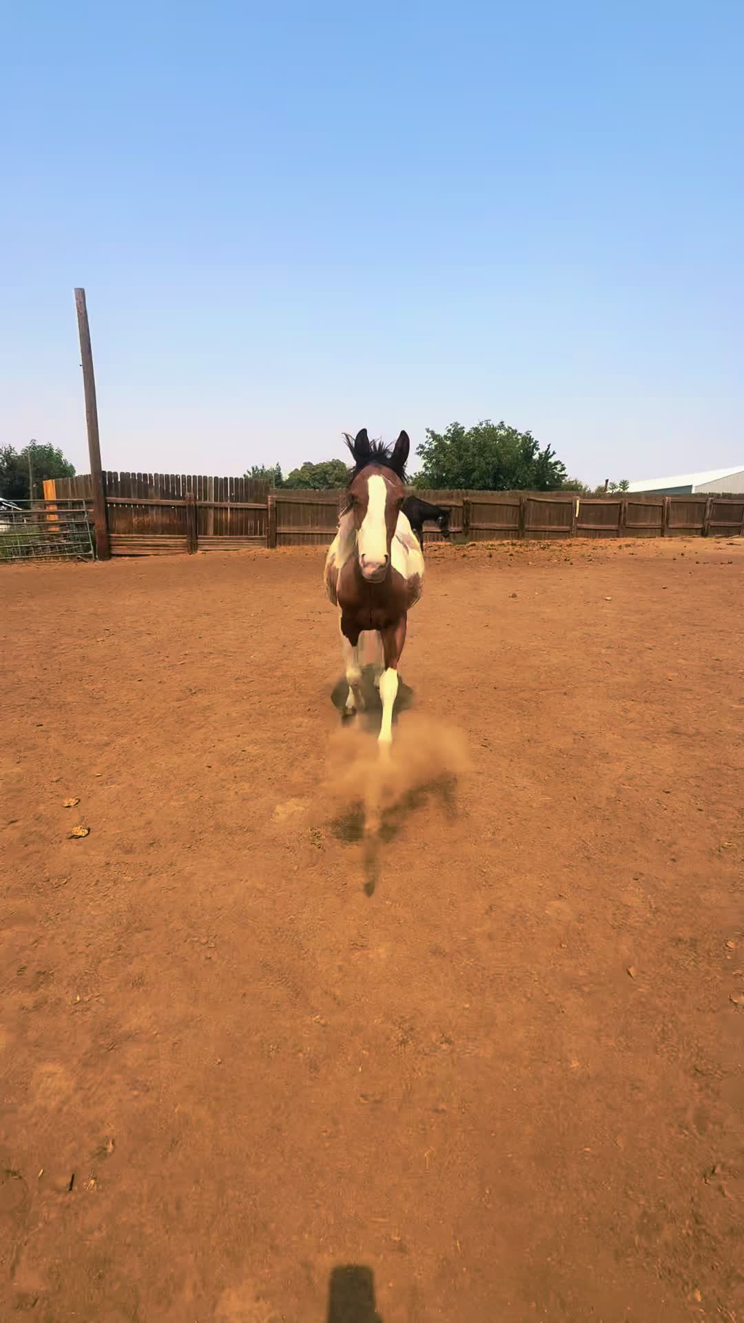 @Cowgirl Tuff Colt Training ❤️