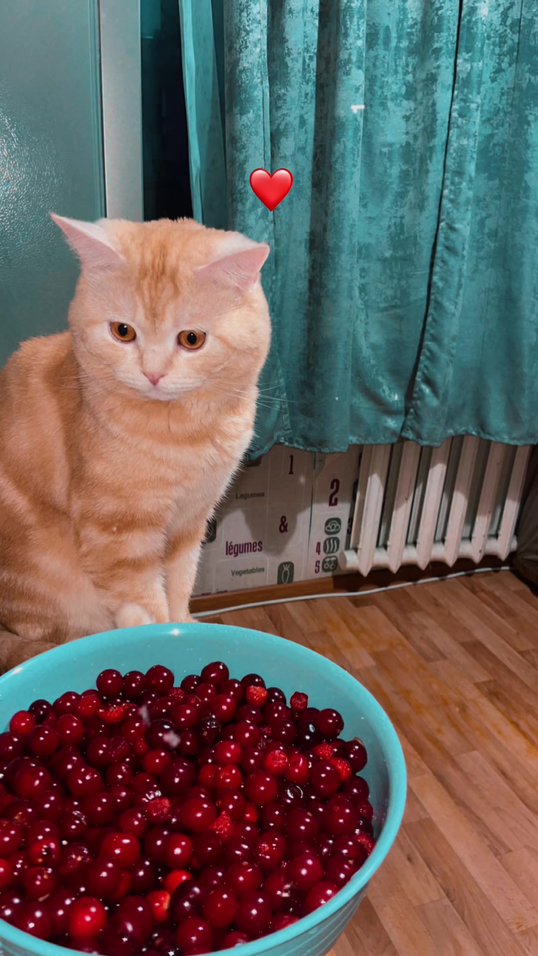 @🥥&bull;КИНДЕР СЮРПРИЗ &bull;🥥