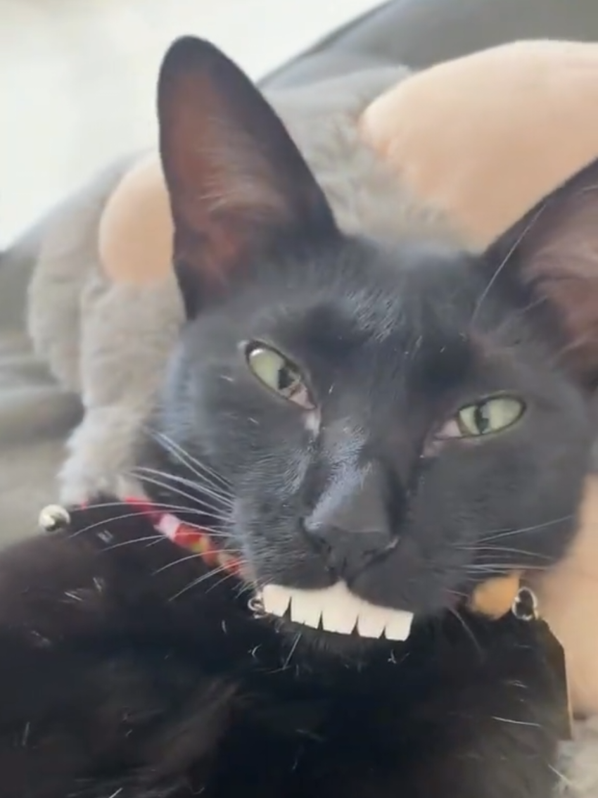 @Random Cat Stuff