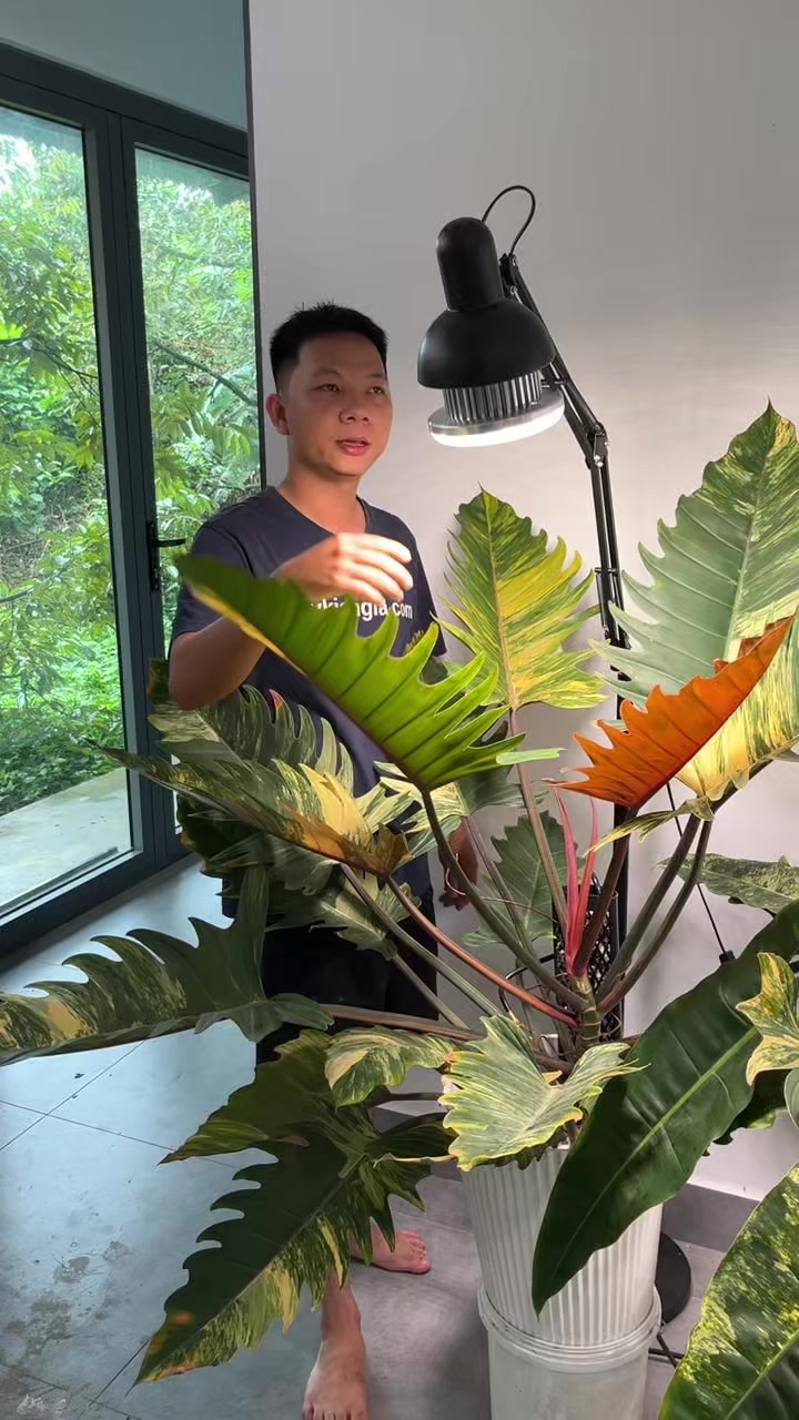 @Huy Kiểng L&aacute;