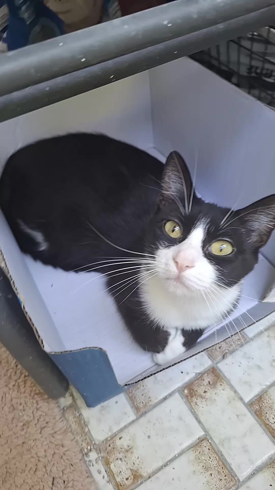 @lilythecat