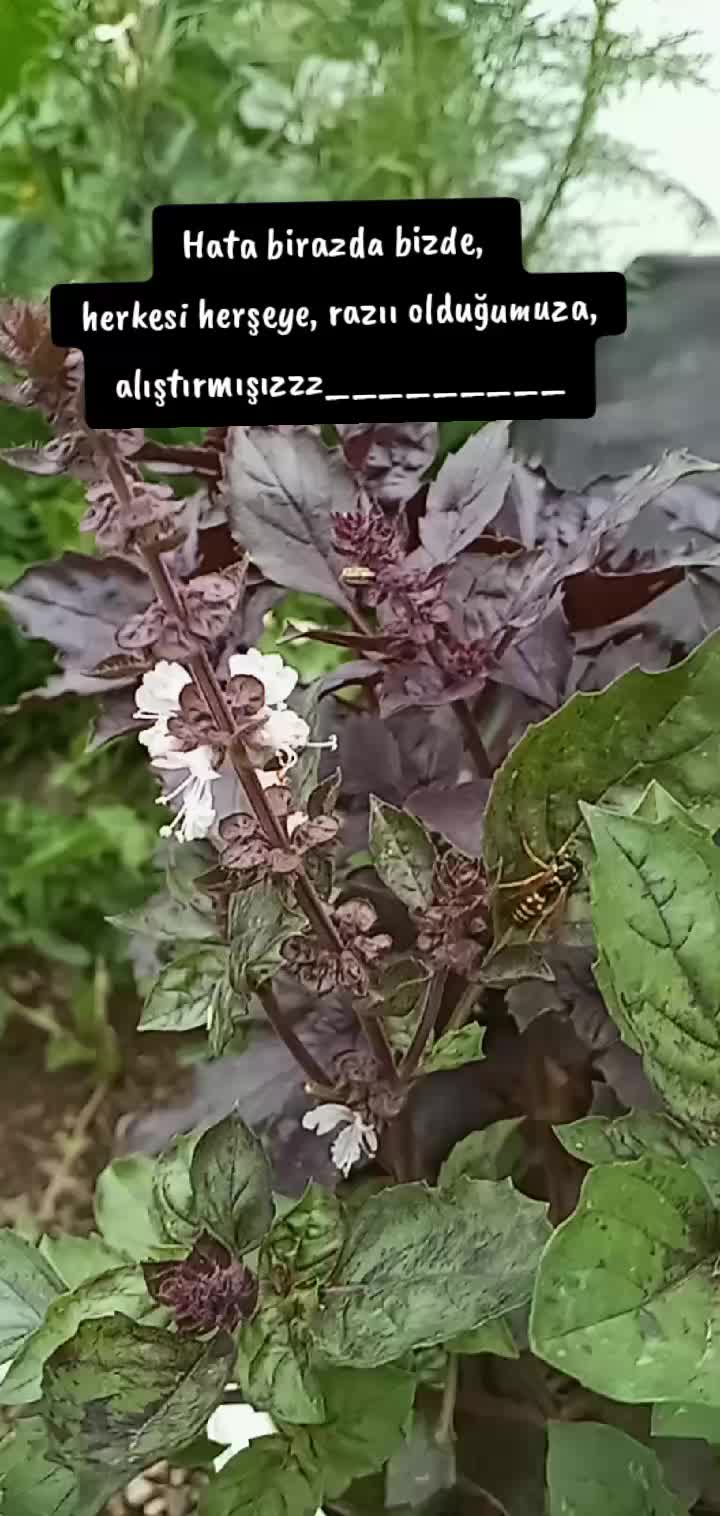 @hükümzüzz🕊