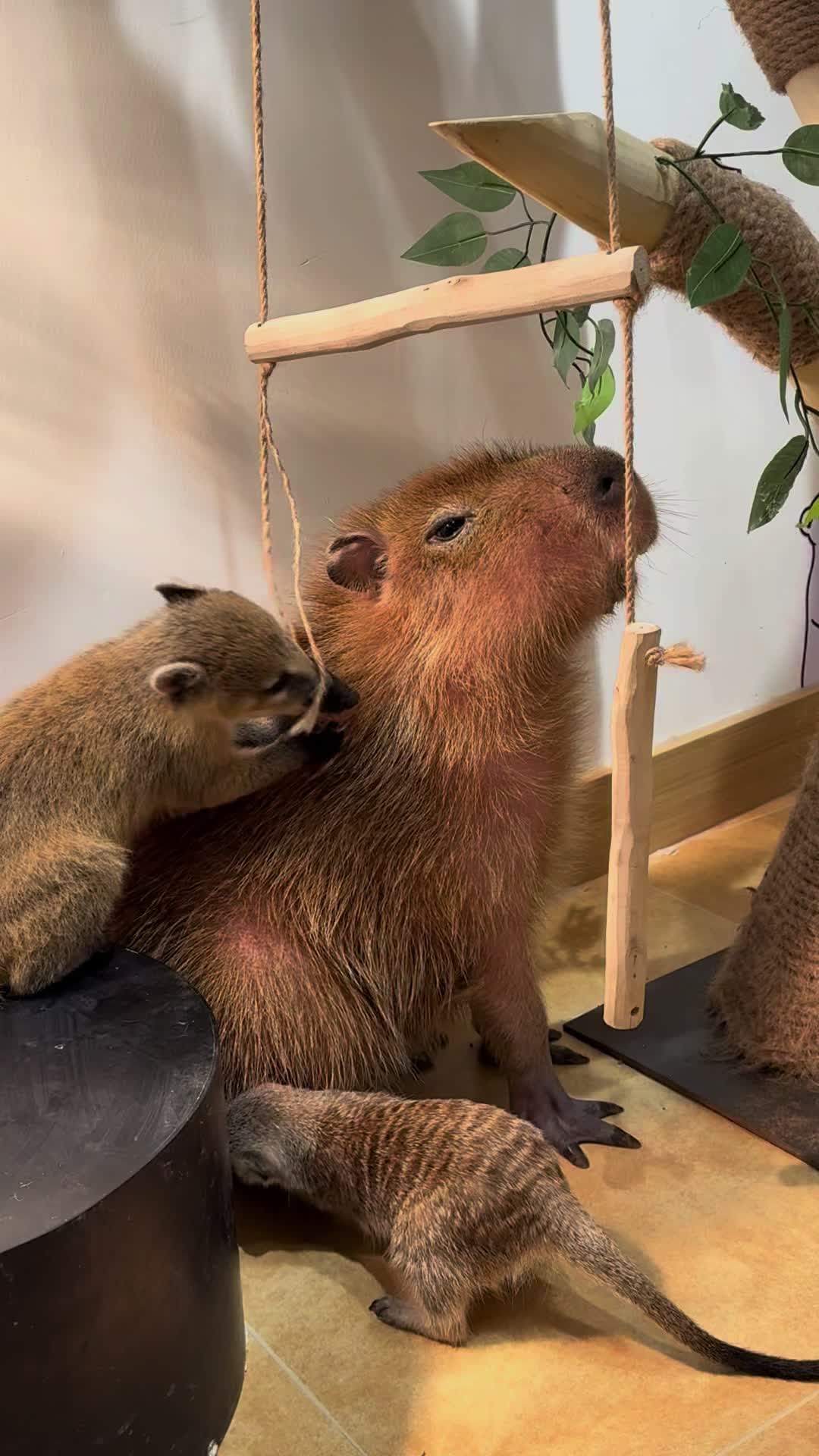 @capybara121224