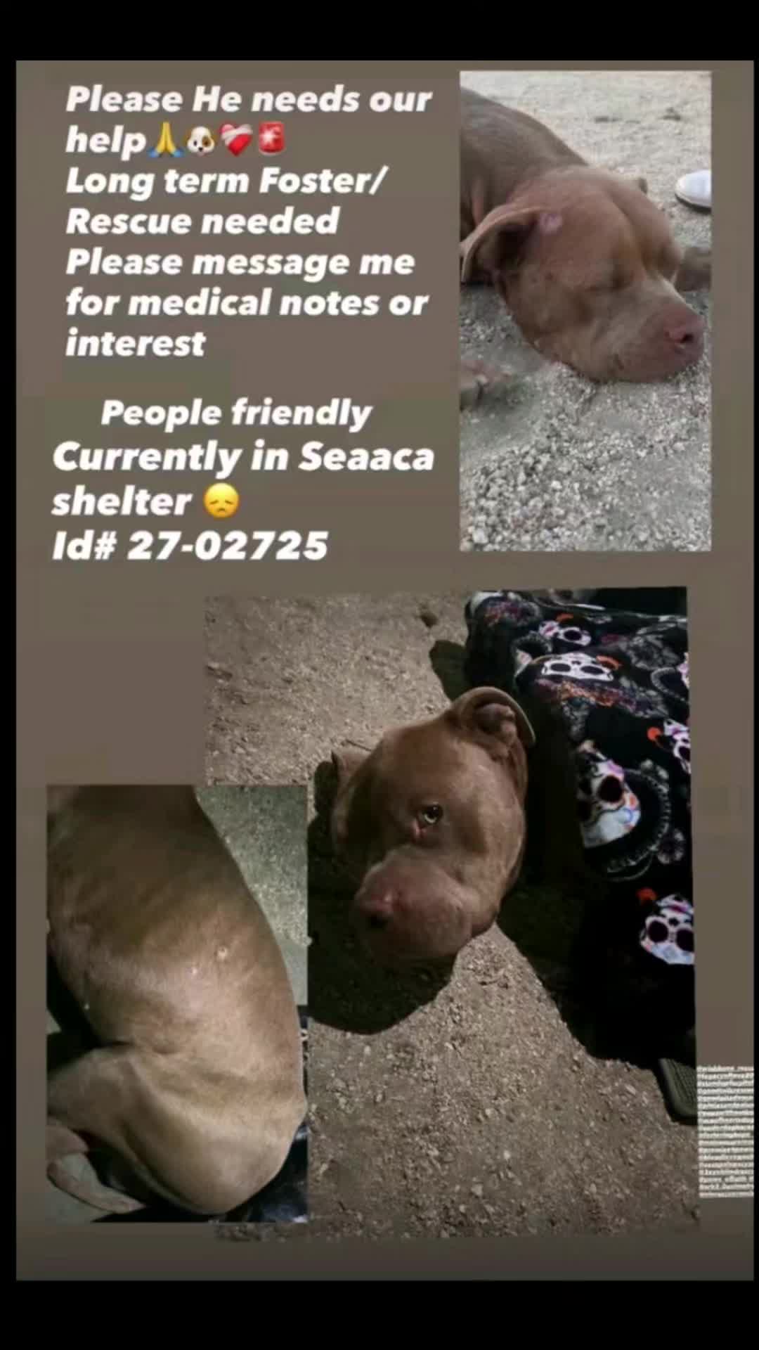 @Saving Seaaca Animals