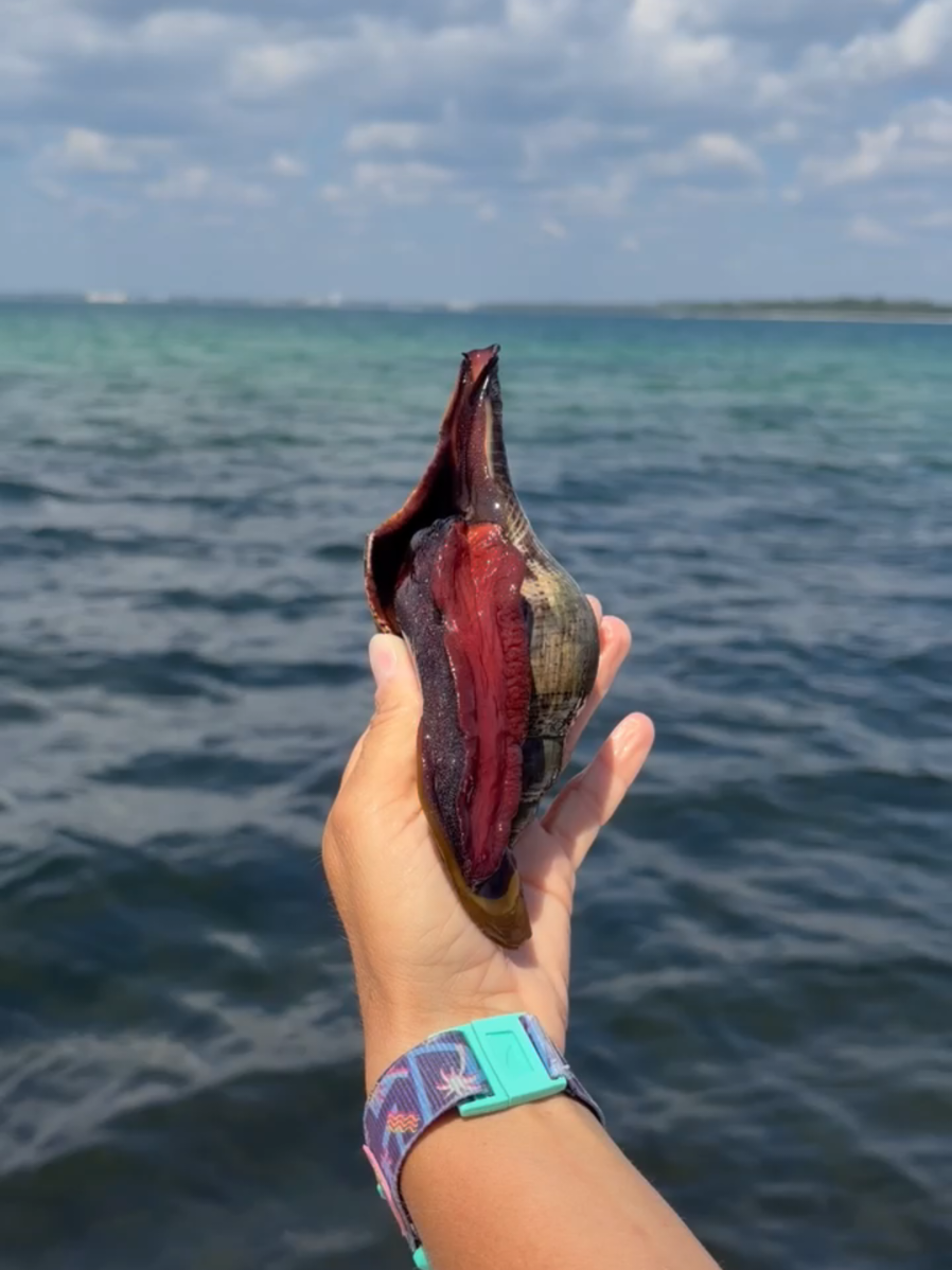 @Shell Island Dolphin Tours 🐬