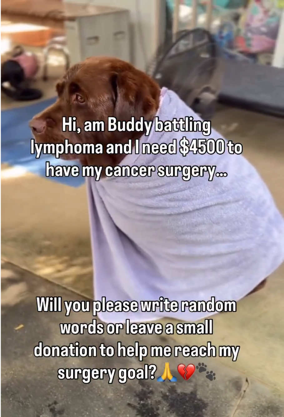 @meetlilbuddy