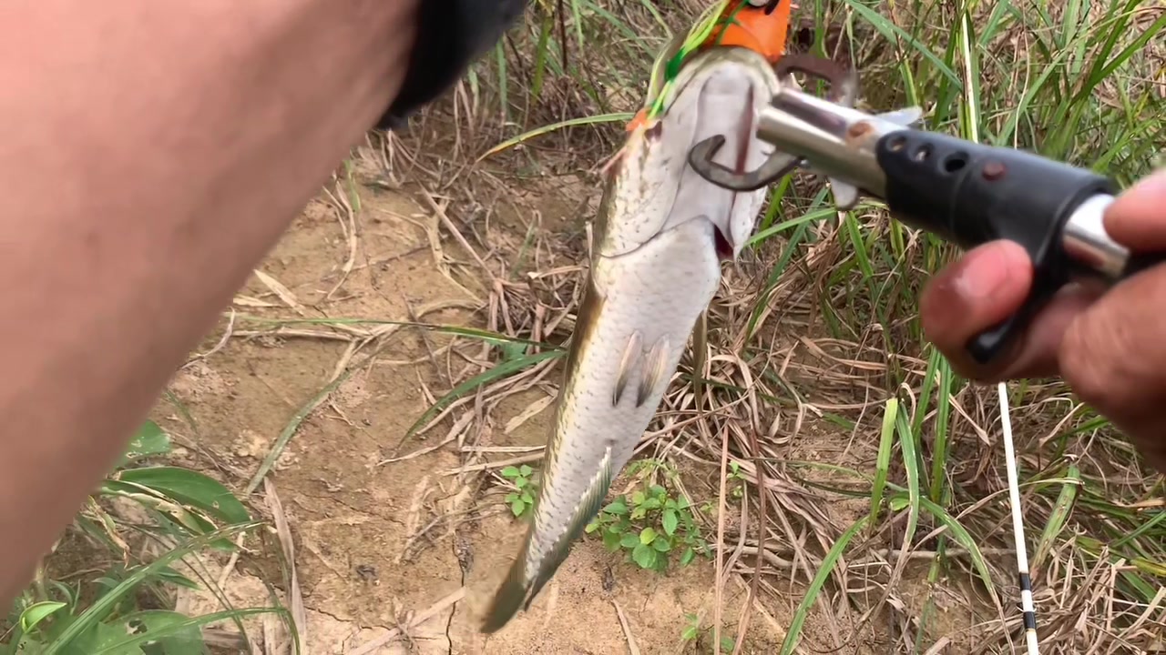 @Bono & Fish
