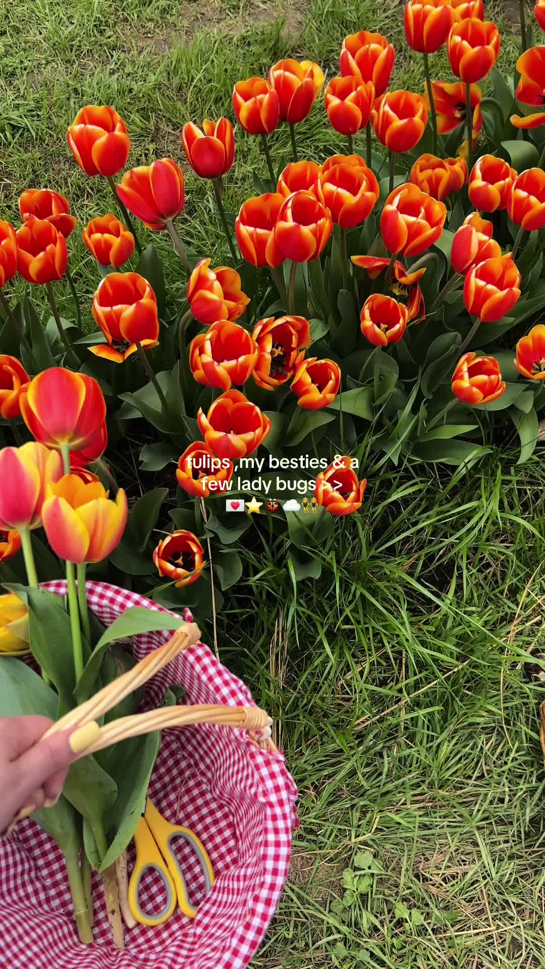 @Adveel Flores ⭐️