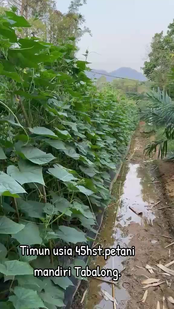 @SURYA TANI